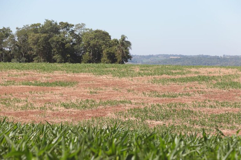 GESTÃO DE RISCOS: Comissão Especial de Recursos do Proagro analisa 150 processos de produtores rurais e divulga resultados