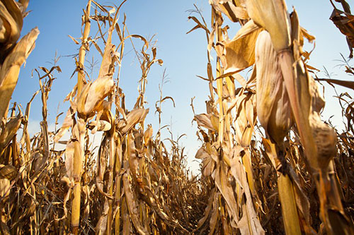 ESTIAGEM: Produtores realizaram mais de 81 mil acionamentos de seguro rural e Proagro 