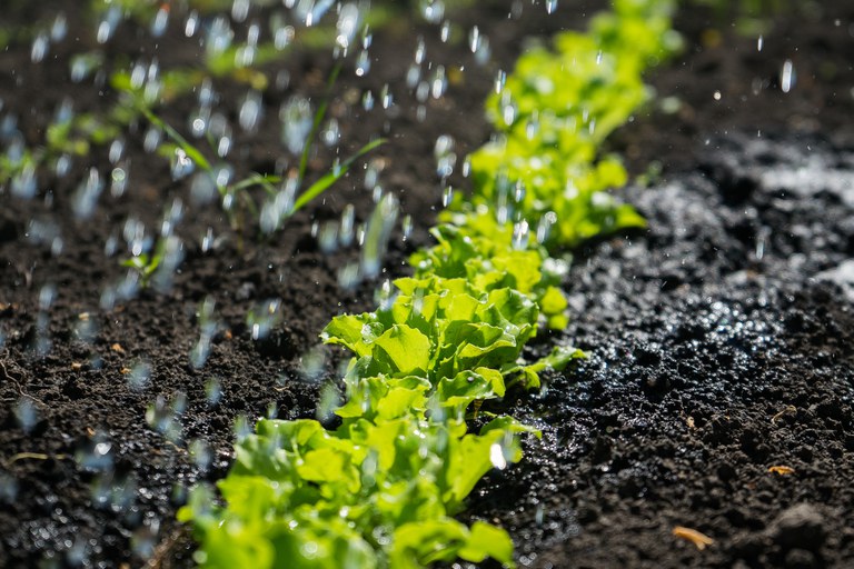 ZARC: Programa Nacional de Zoneamento Agrícola de Risco Climático divulga o cronograma de publicações para 2022