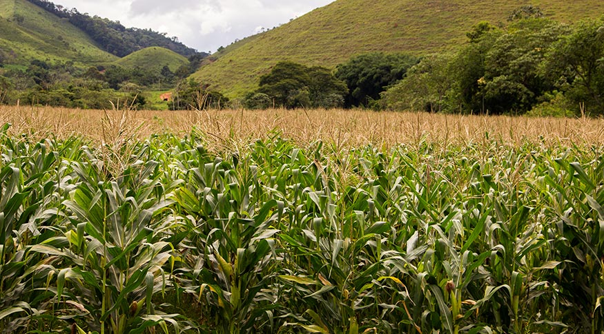 IBGE: Estimativa para a safra recua em fevereiro, mas mantém previsão de colheita recorde