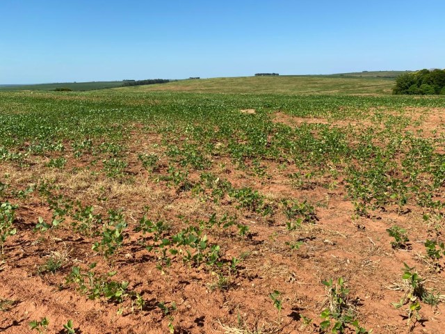 FINANCIAMENTO: Mapa negocia liberação de recursos para agricultores atingidos por estiagem