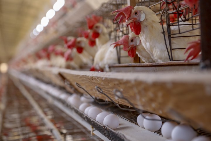 IBGE: Líder em proteína animal, Paraná aumenta produção de frangos e suínos em 2021