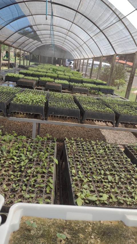 COCAMAR: Programa Cultivar completa 16 anos ajudando a formar florestas