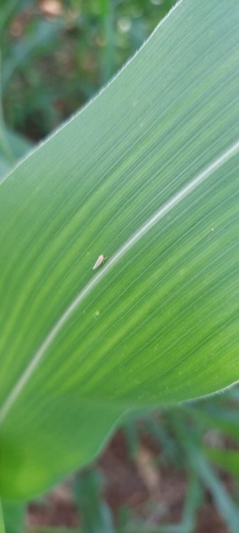 SANIDADE VEGETAL: Mapa monitora a ocorrência dos enfezamentos do milho em campo