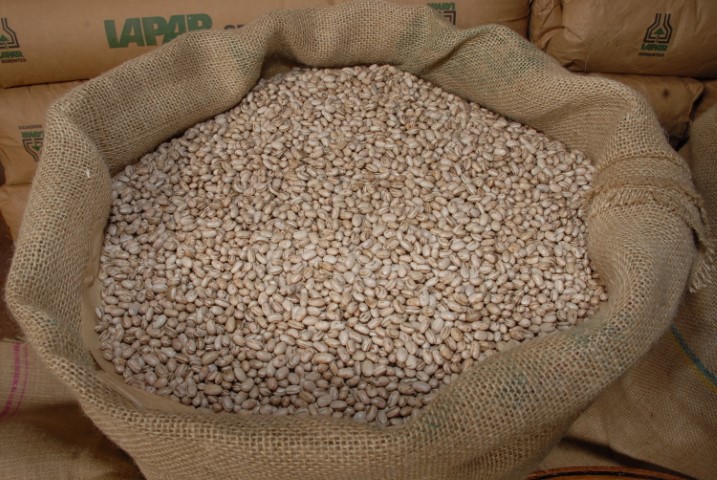 CONJUNTURA AGROPECUÁRIA: Com expectativa de atingir 537 mil toneladas, plantio da segunda safra de feijão está encerrado