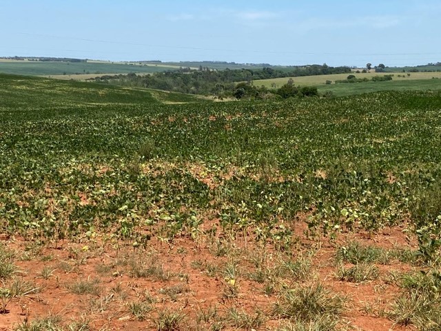 AGRICULTURA FAMILIAR: MP libera R$ 1,2 bilhão em crédito rural para MS, PR, SC e RS