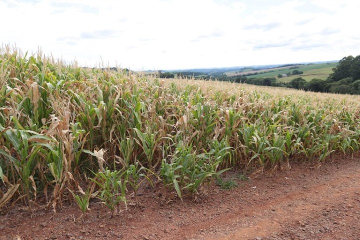 CRÉDITO RURAL: Governo regulamenta desconto de 35,2% nos financiamentos para produtores rurais atingidos pela seca