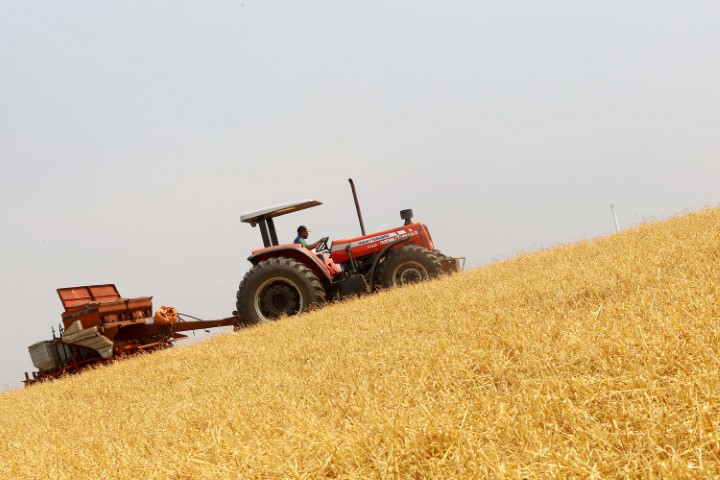 CONJUNTURA AGROPECUÁRIA: Plantio da 2ª safra de milho encerra nos próximos dias e produtividade segue média histórica