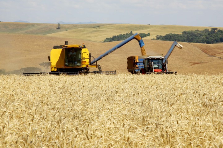 CONJUNTURA AGROPECUÁRIA: Boletim analisa impacto do reajuste do trigo no preço do pão francês