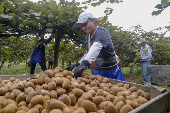 CONJUNTURA AGROPECUÁRIA: Paraná fortalece cultura de kiwi e alcança maior Valor Bruto de Produção do Brasil