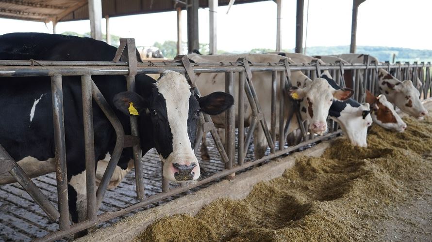 FRÍSIA: 94% da produção leiteira da cooperativa tem certificação de qualidade