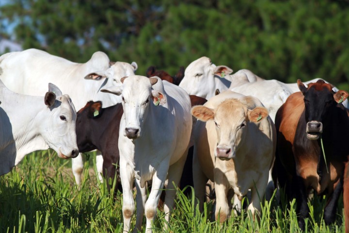AGRICULTURA E ABASTECIMENTO: Prazo para atualização obrigatória de rebanhos começa em 1º de maio