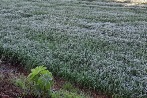 ALERTA GEADA: Entra em operação nesta terça o serviço que é referência em apoio aos agricultores