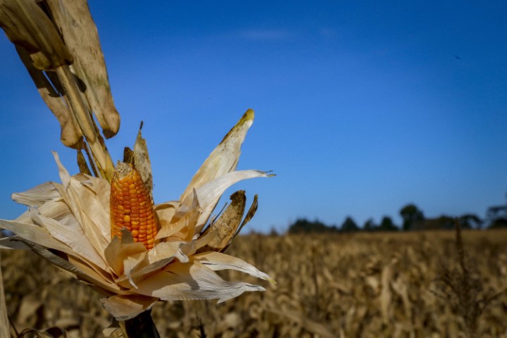 ENFEZAMENTO: Adapar e Ministério da Agricultura monitoram praga que provoca perdas do milho no Paraná