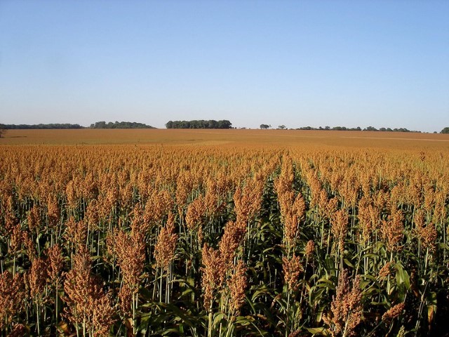 ZARC: Mapa publica Zoneamento Agrícola do sorgo forrageiro e granífero para safra 2022/2023