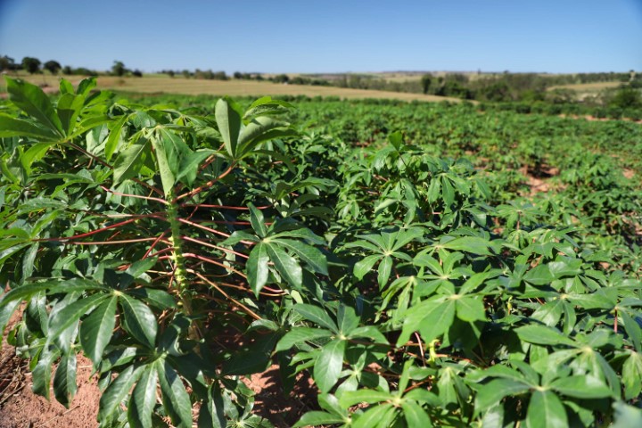 CONJUNTURA AGROPECUÁRIA: Colheita da mandioca avança e qualidade do produto melhora no Paraná