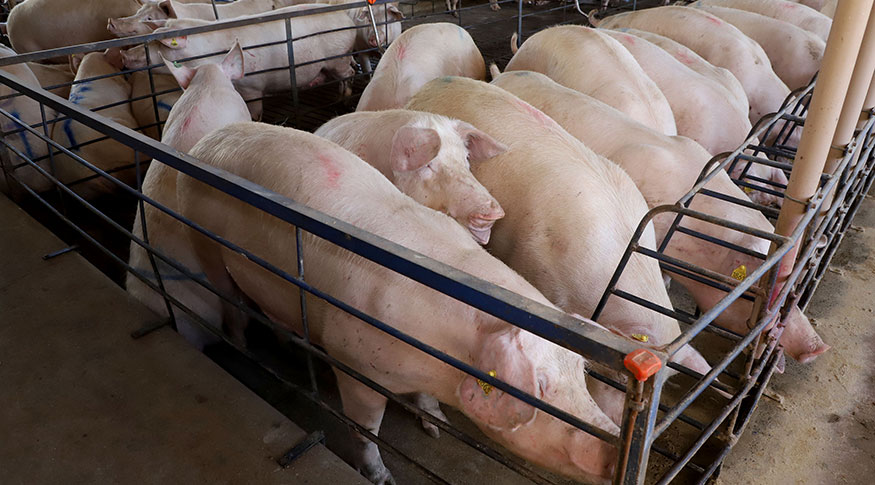 IBGE: Abate de frangos recua no 1° trimestre, mas o de bovinos e suínos cresce