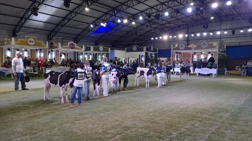 FRÍSIA: Julgamentos de animais da raça holandesa dominaram segundo dia de ExpoFrísia 