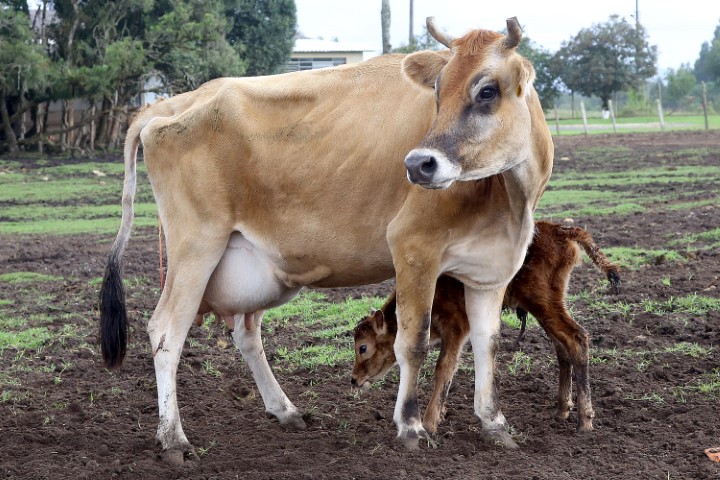 DEFESA AGROPECUÁRIA: Adapar alerta sobre importância da vacinação contra brucelose, doença endêmica no Paraná