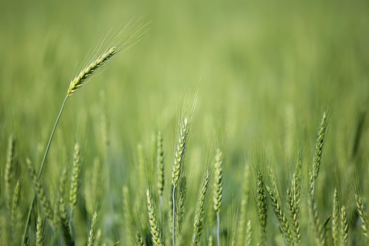 CONJUNTURA AGROPECUÁRIA: Baixas temperaturas e geadas fracas não provocaram perdas expressivas na agricultura