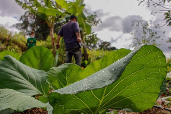 LEGISLATIVO: Comissão discute políticas públicas para agricultura familiar e reforma agrária