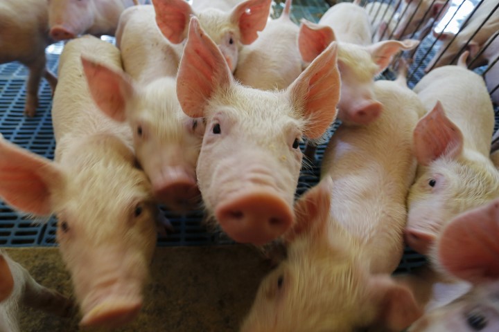IBGE: Produção de carne suína cresce 9% no primeiro trimestre no Paraná, aponta Instituto