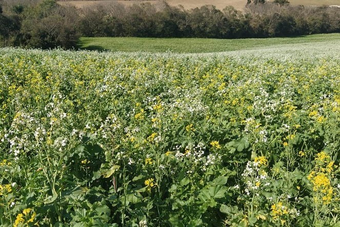  IDR-PARANÁ: Instituto celebra 50 anos de pesquisa com lançamento de novas cultivares