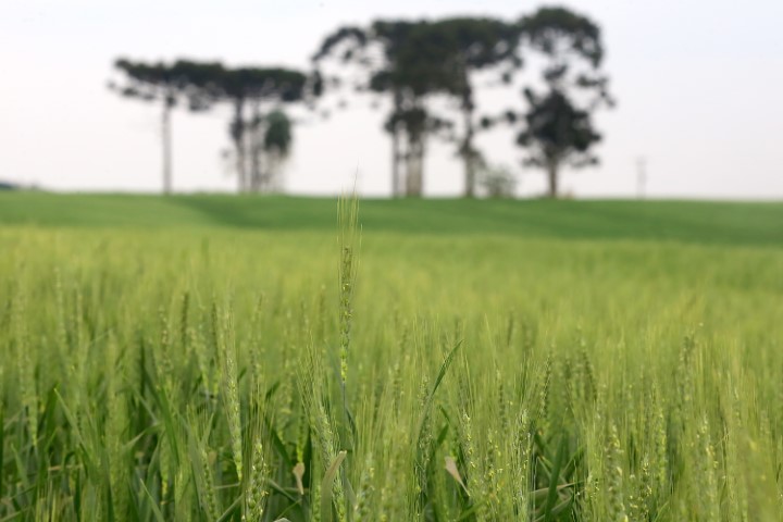 CONJUNTURA AGROPECUÁRIA: Líder nacional na produção de cevada, Paraná inicia plantio em 74 mil hectares