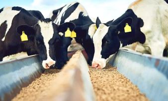 CAPAL II: Cooperativa lança novo produto para nutrição animal 