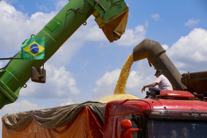 CONJUNTURA AGROPECUÁRIA: Colheita da 2ª safra de milho começa no Paraná; previsão é de 16 milhões de toneladas