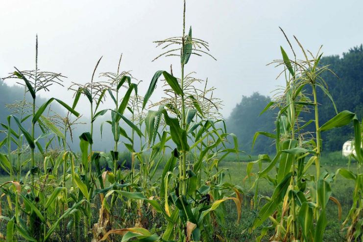 LAVOURAS: Com foco no milho, IDR-Paraná analisa reflexos do inverno na agricultura
