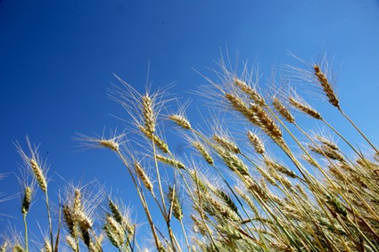 SEAB/DERAL: Trigo é destaque do Boletim Semanal de Conjuntura Agropecuária