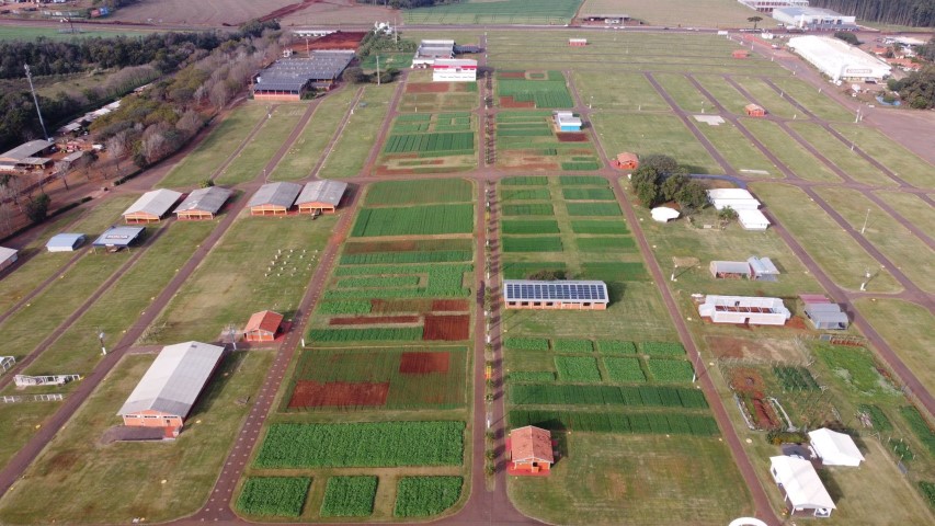 COOPAVEL I: Áreas com culturas de inverno ao Show Rural já foram semeadas
