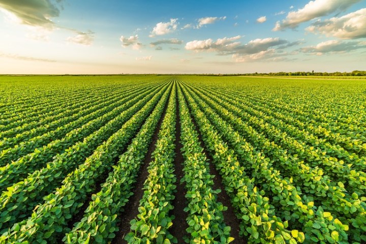VBP: Valor da Produção Agropecuária de 2022 está estimado em R$ 1,241 trilhão