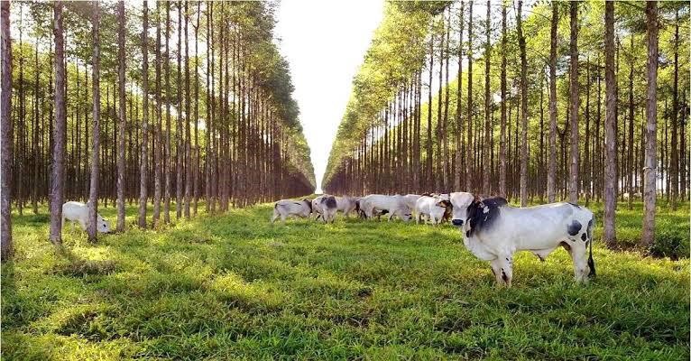 COCAMAR: Caravana ILPF na próxima semana na região da cooperativa