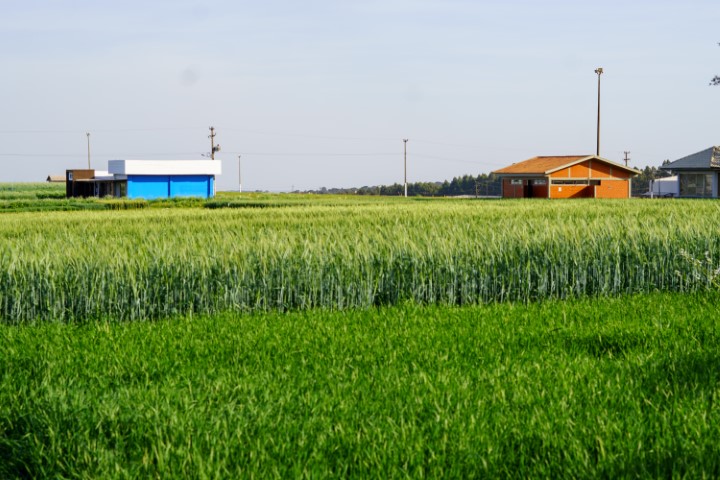 COOPAVEL: Filiais de 23 municípios convidam produtores ao Show Rural de Inverno