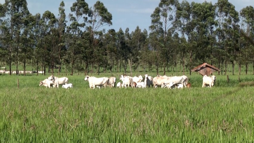 LAVOURA-PECUÁRIA: Caravana ILPF promove dia de campo no arenito Caiuá no Paraná