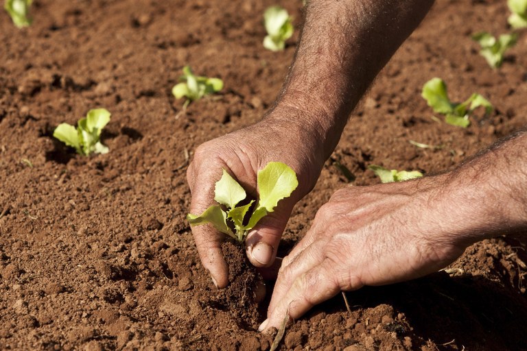 CRÉDITO RURAL: Recursos do Pronaf no Plano Safra irão aumentar em 12%