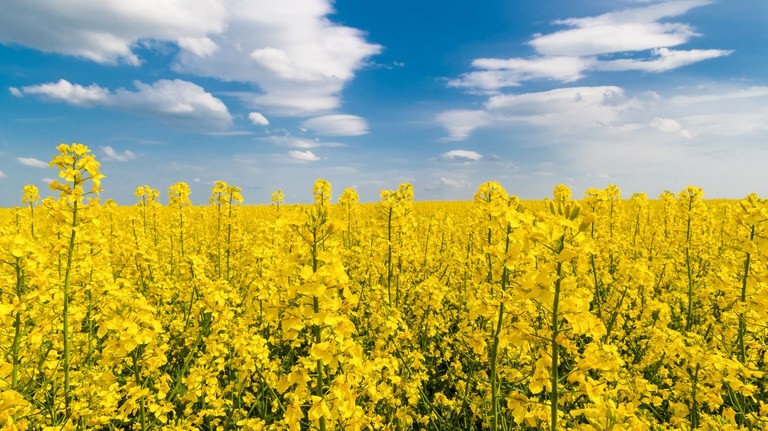 POLÍTICA AGRÍCOLA: Preços de referência de produtos agropecuários e da aquicultura são reajustados para o ano agrícola 2022/2023