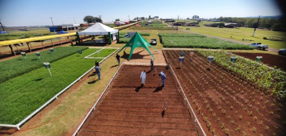 COOPAVEL: Começa o maior evento de trigo do Brasil