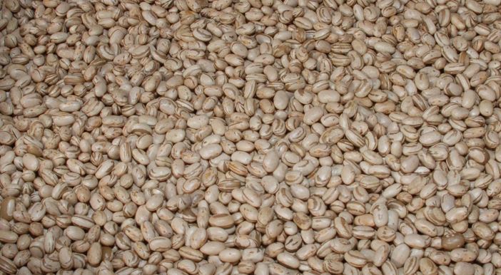 CONJUNTURA  AGROPECUÁRIA: Boletim do Deral indica redução da área de feijão primeira safra no Paraná