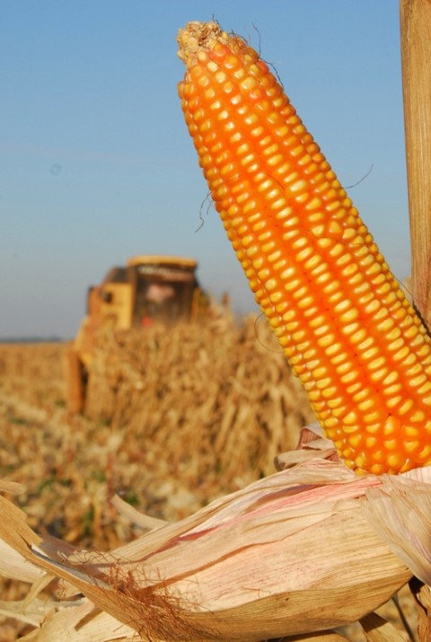 CONJUNTURA AGROPECUÁRIA: Plantio do milho primeira safra alcança 32% no Paraná, destaca Deral