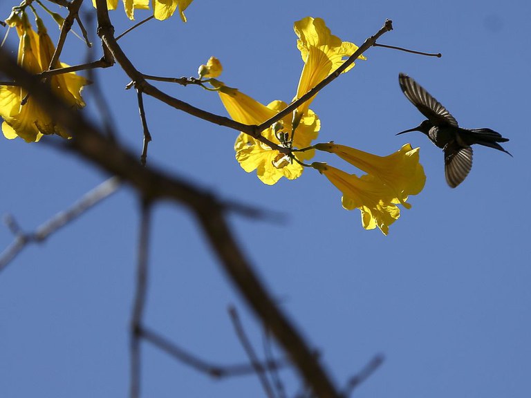 PROGNÓSTICO: Primavera começa nesta quinta-feira e dá início ao plantio das principais culturas de verão