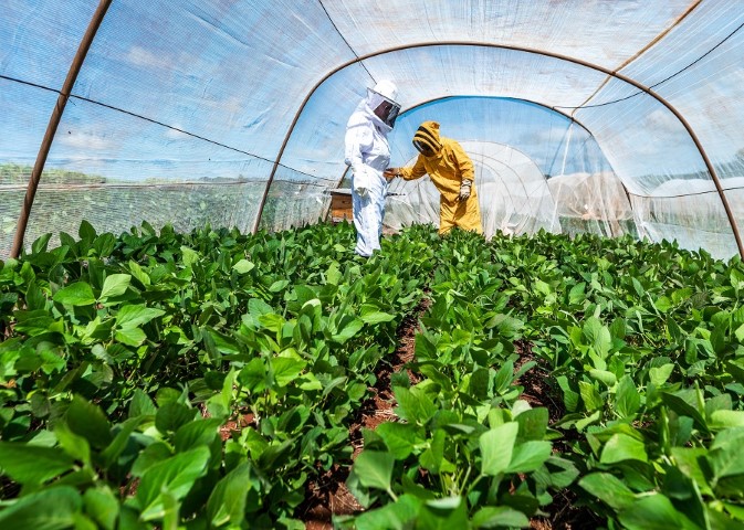 EMBRAPA: Trabalho vai definir protocolo para favorecer convivência entre abelhas e soja