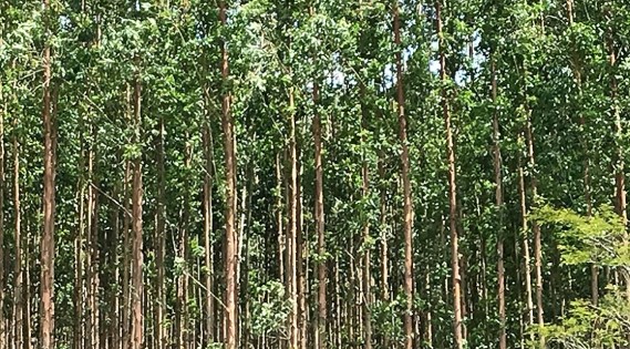 FLORESTAS PLANTADAS: Valor de produção da silvicultura e da extração vegetal cresce 27,1% e chega ao recorde de R$ 30,1 bilhões