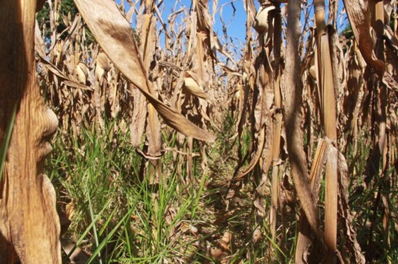 ZARC: Zoneamento agrícola do milho 2ª safra e consórcio com braquiária para 2022/2023 são publicados