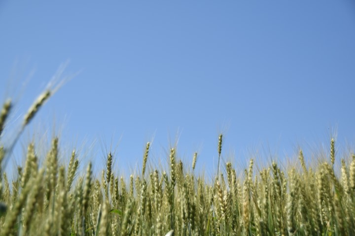 AGRÁRIA: Cultivo da cevada e do trigo são destaques do WinterShow