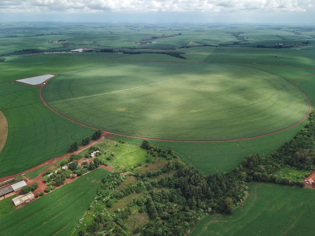 SANIDADE VEGETAL: Enfezamento do milho exige atenção na fase inicial da lavoura, alerta IDR-Paraná
