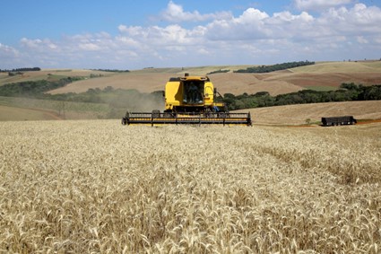 CONJUNTURA AGROPECUÁRIA: No Paraná, colheita do trigo avança pouco com chuvas intermitentes em todo Estado