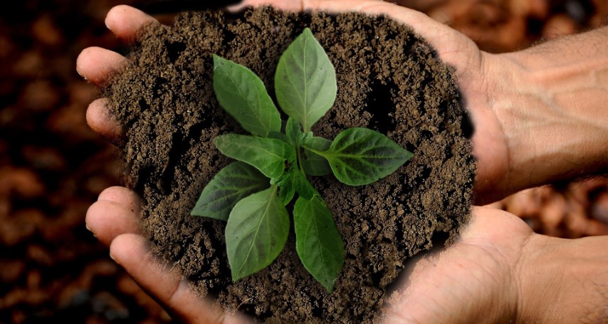 PRODUTOS DE ORIGEM VEGETAL: Mapa define normas para o Registro Nacional de Cultivares